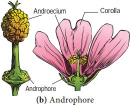 Gynoecium – Definition, Types and its Structure