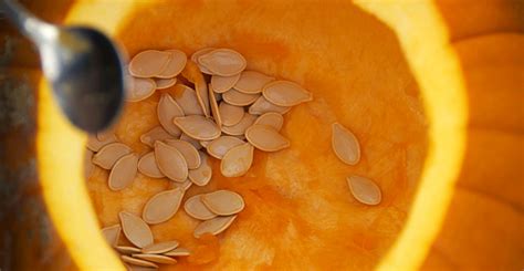 Store Pumpkin Seeds for Planting, Using This Easy Method | Life's Dirty ...