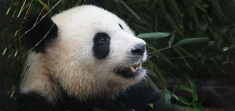 panda-teeth-CROP_Web | Good Nature Travel Blog