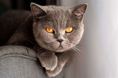 18 Facts About British Shorthair Cats - Facts.net