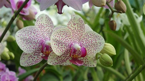 Borneo Orchids Expedition: 30th July – 14th August 2015 | Orchid Society of Mauritius