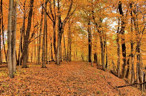 Maple Woods Trail 4 Photograph by Bonfire Photography | Fine Art America