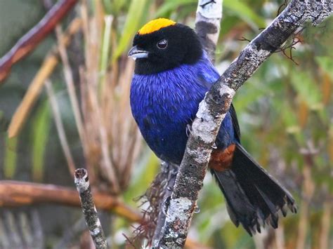 Golden-crowned Tanager - eBird