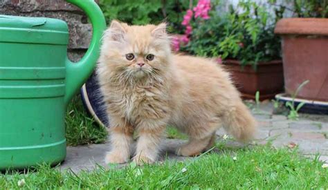 The Maine Coon Persian Mix (What You Need To Know) - Maine Coon Expert