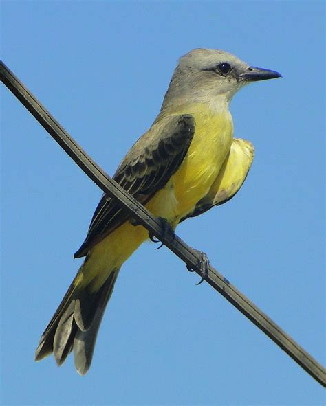 Pitirre Chicharrero [Tropical Kingbird] (Tyrannus melancho… | Flickr