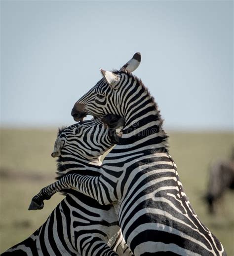 436 Zebras Fighting Stock Photos - Free & Royalty-Free Stock Photos from Dreamstime