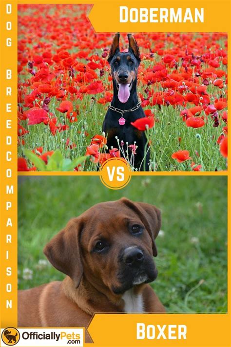 Doberman vs Boxer - A Detailed Comparison of Both Dog Breeds ...