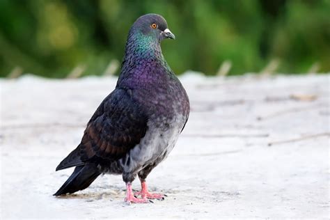 King Pigeon Breed Spotlight - NE Pigeon Supplies