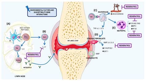 SOTYKTU™ (deucravacitinib) Mechanism Of Action For HCPs, 60% OFF