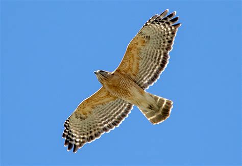 Red Shouldered Hawk In Flight