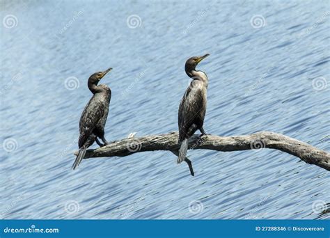 Bird Buddies stock photo. Image of lake, birds, nature - 27288346