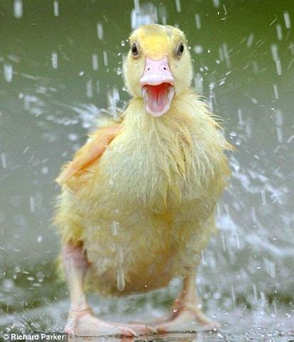 Duck in Rain : r/duckpics