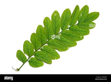 African Acacia Tree Leaves