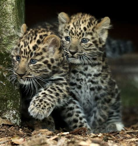 Baby Leopards Step Outside for the First Time Picture | Cutest baby ...