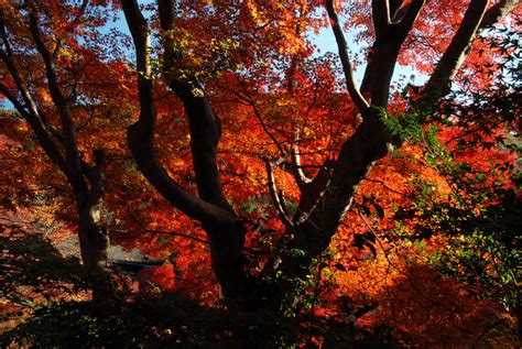 Kyoto Autumn leaves Japan | Kyoto Autumn leaves Japan | Flickr