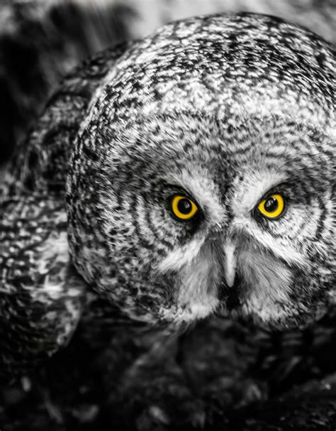 Free stock photo of eyes, great grey, owl