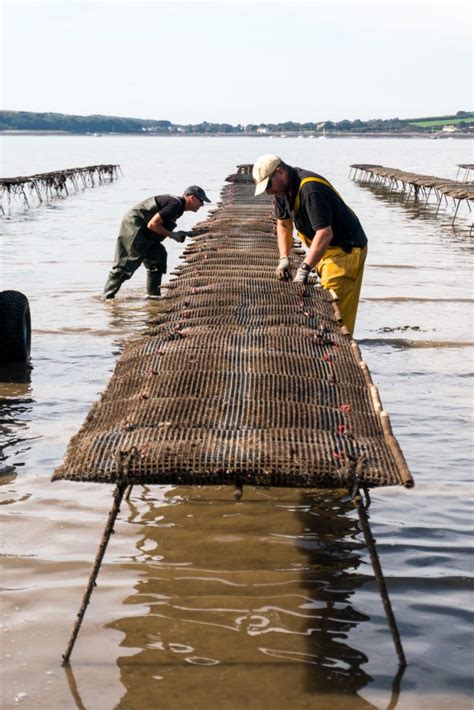 Blog #1 Setting up the Oyster Farm - Atlantic Edge Oysters