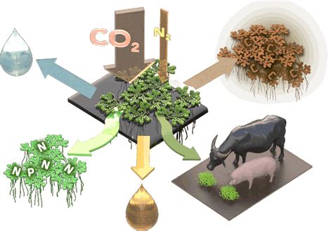 Azolla Story - Azolla Foundation