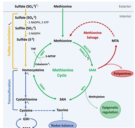 Methionine metabolism. Overview of the methionine cycle and other ...