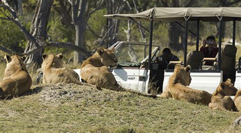 Botswana safari packages: Single pack solution to visit all spots at a ...