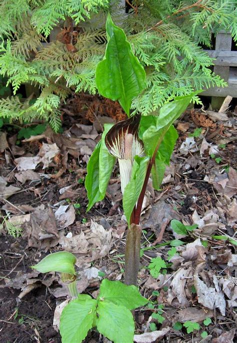 Jack-in-the-pulpit - Google Search in 2020 | Outdoor plants, Plants, Native plants