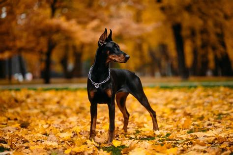 Doberman Colors: Explaining 9 Coat Color Options