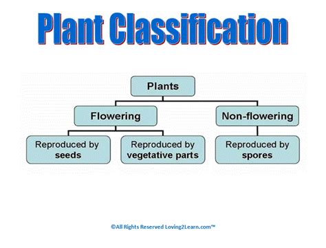 Plant Classification