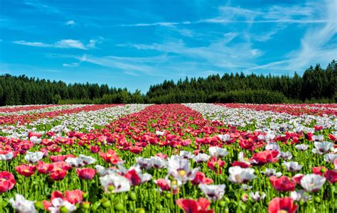 Free Images : landscape, meadow, flower, tulip, red, wildflower, flowers, grassland, poppy ...