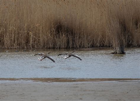 Birds Greylag Geese Ornithology - Free photo on Pixabay