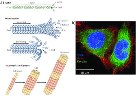 Bundles of Microtubules That Participate in Cell Division