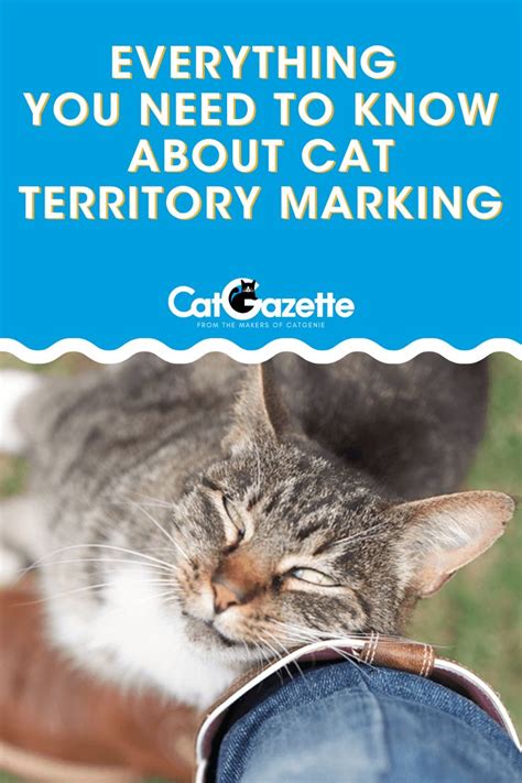 Everything You Need To Know About Cat Territory Marking | Cats, Cat ...