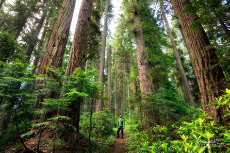 Hiking Oregon's Old-growth Forest - Oregon Photography