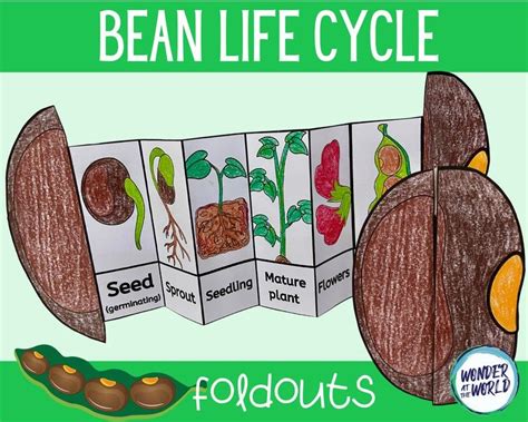 Printable Life Cycle Of A Bean Plant Worksheet