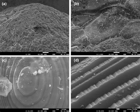 Structure of barium titanate after 80 h of service at four different... | Download Scientific ...