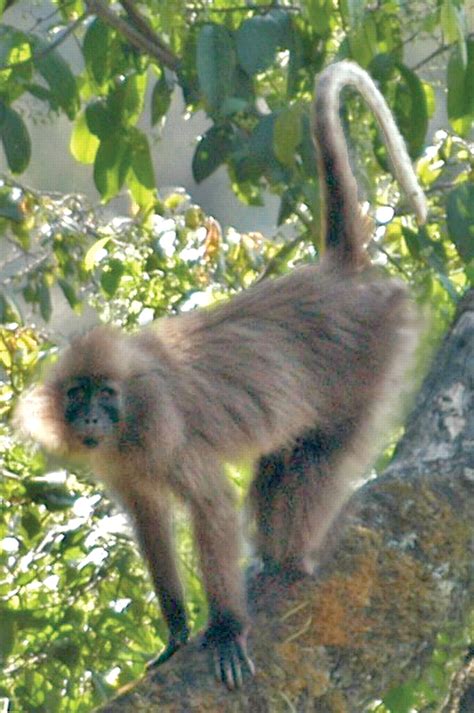 The Highland Mangabey Lophocebus kipunji: A New Species of African ...