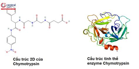 Alpha Chymotrypsin