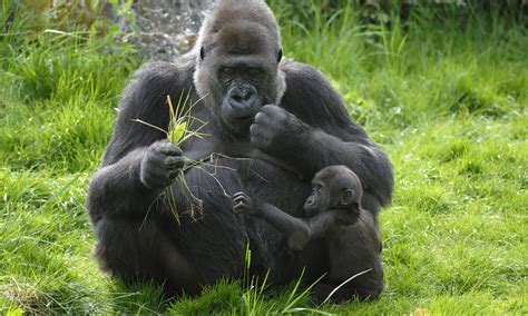 western lowland gorilla threats | Photos | WWF