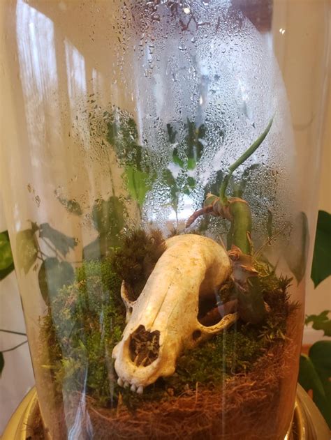 DIY Bioactive Terrarium : terrariums