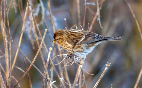 Common Redpoll Facts: Identification, Diet, Migration Info etc. - Binocular Base