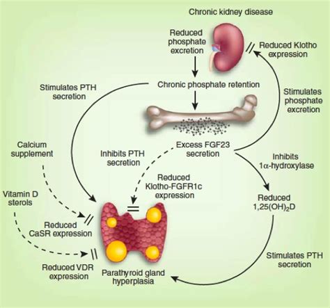 Parathyroid Hormone Function in All of the Following Ways Except - BrendongroMeza