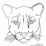 Panther Head Vector Clip Art Sketch Coloring Page sketch template
