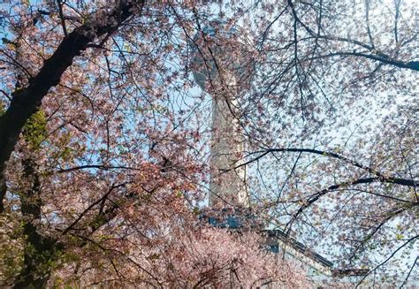 Cherry blossoms in Daegu, where to find them in spring?