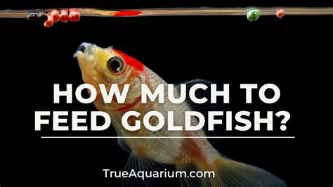 How Much to Feed Goldfish? - YouTube