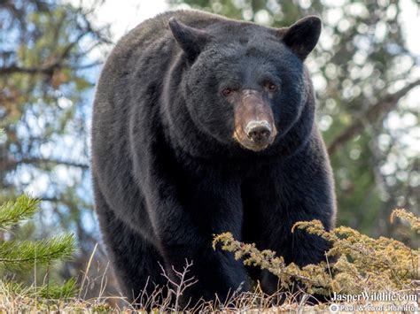 Black Bear - Jasper Wildlife Tours