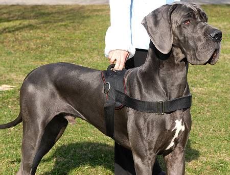 All Weather dog harness for tracking / pulling Designed to fit Great Dane