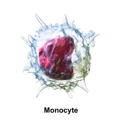 High Monocytes? 5 Ways to Balance Your Immune System - SelfDecode Labs