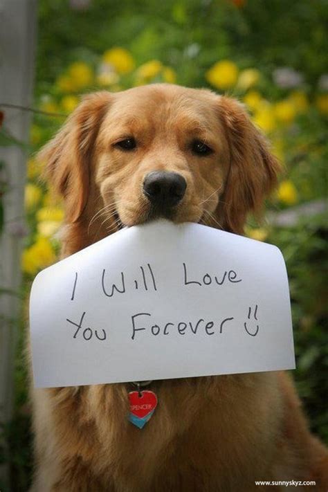 A dogs love is forever