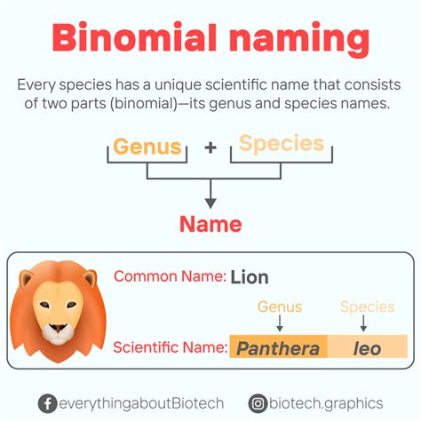 Binomial Nomenclature Definition Biology - DEFINITION GHW