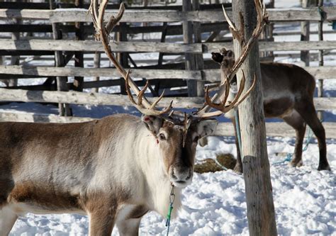 Reindeer in Pello, Lapland, Finland - Travel Pello - Lapland, Finland