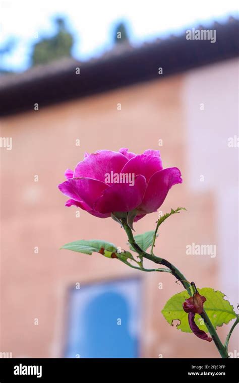 Close Up Picture of Pink Rose with Long Stem Stock Photo - Alamy